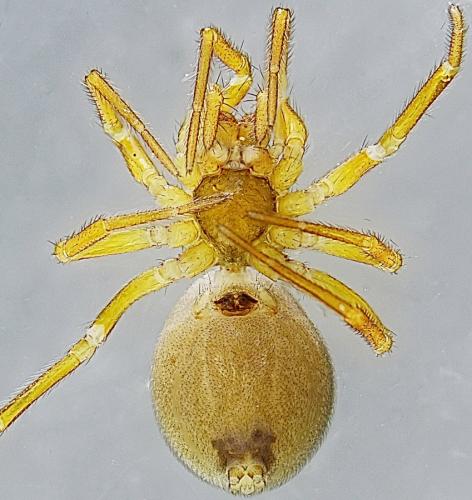 Dismodicus bifrons